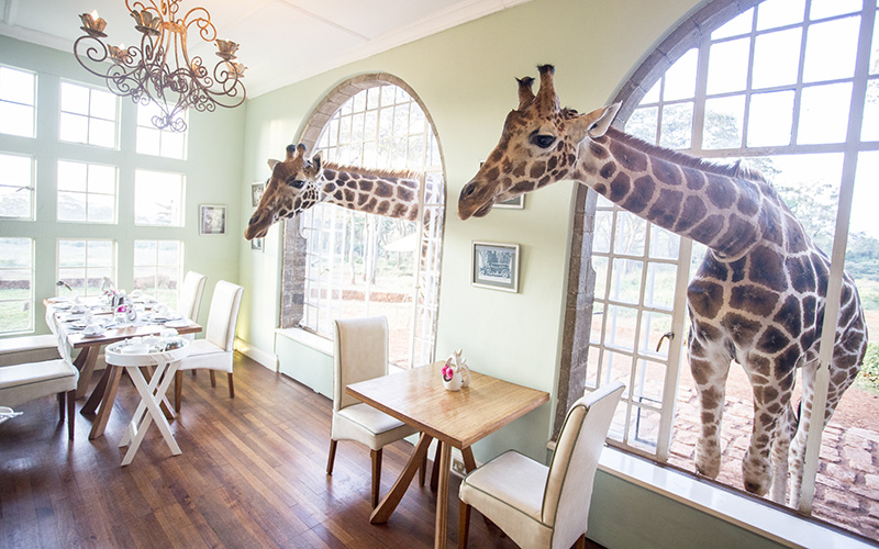 Two giraffes looking into the Giraffe Manor in Nairobi.